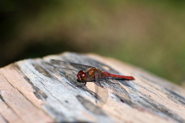 Free download dragonfly insect wings animal fly free picture to be edited with GIMP free online image editor
