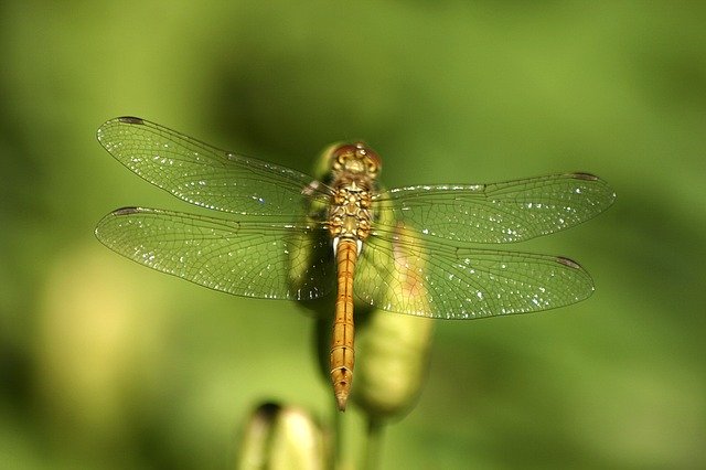 قم بتنزيل صورة مجانية لـ dragonfly jo boonstra groningen ليتم تحريرها باستخدام محرر الصور المجاني على الإنترنت GIMP