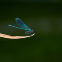 Dragonfly on dry leaves  screen for extension Chrome web store in OffiDocs Chromium