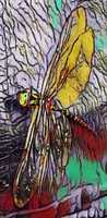 Free download Dragonfly Series free photo or picture to be edited with GIMP online image editor