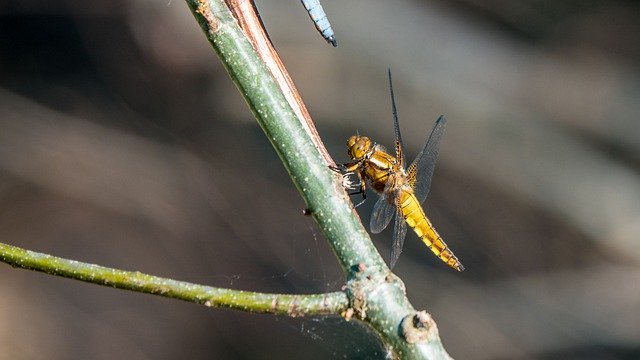 Descărcare gratuită imaginea de aproape de ziua de vară cu dragonfly pentru a fi editată cu editorul de imagini online gratuit GIMP