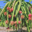 Dragon fruit Tree  screen for extension Chrome web store in OffiDocs Chromium