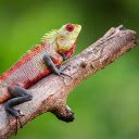 Dragon scaled reptile  screen for extension Chrome web store in OffiDocs Chromium