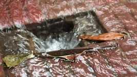 Free download Drain Rain Wet free video to be edited with OpenShot online video editor