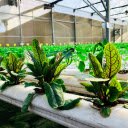 Dream vegetable garden  screen for extension Chrome web store in OffiDocs Chromium