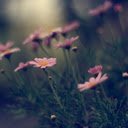 Dreamy Field of Daisies  screen for extension Chrome web store in OffiDocs Chromium