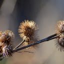 Dried Flower Branch  screen for extension Chrome web store in OffiDocs Chromium