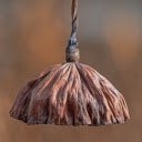 Dried lotus stem  screen for extension Chrome web store in OffiDocs Chromium