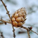 Dried pine cones on branches  screen for extension Chrome web store in OffiDocs Chromium