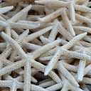 Dried starfish  screen for extension Chrome web store in OffiDocs Chromium
