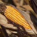 Dried yellow corn  screen for extension Chrome web store in OffiDocs Chromium