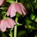Drooping Flowers  screen for extension Chrome web store in OffiDocs Chromium