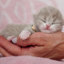 Drunk Kitten  screen for extension Chrome web store in OffiDocs Chromium