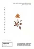 Free download Dryas octopetala (Rosaceae) free photo or picture to be edited with GIMP online image editor