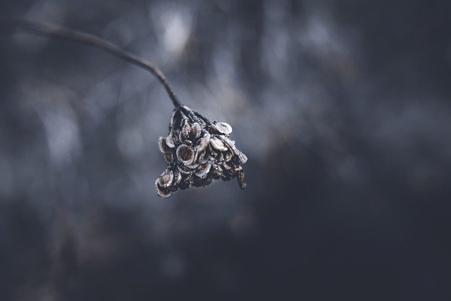 Muat turun percuma gambar bunga kering musim luruh kering alam semula jadi percuma untuk diedit dengan editor imej dalam talian percuma GIMP