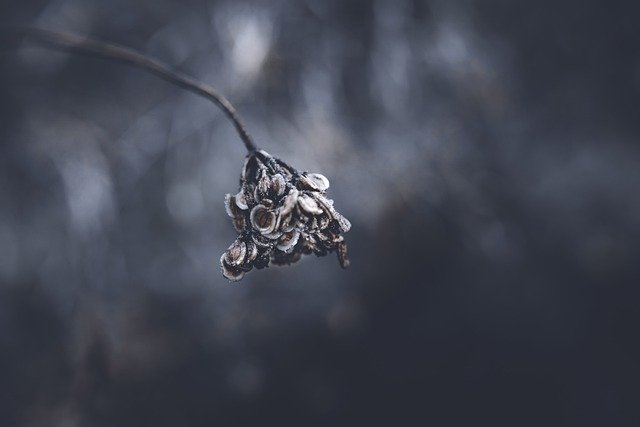 Free download dry flower autumn dry nature free picture to be edited with GIMP free online image editor