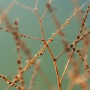 Dry grass seeds  screen for extension Chrome web store in OffiDocs Chromium