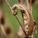 Dry hemp leaves  screen for extension Chrome web store in OffiDocs Chromium