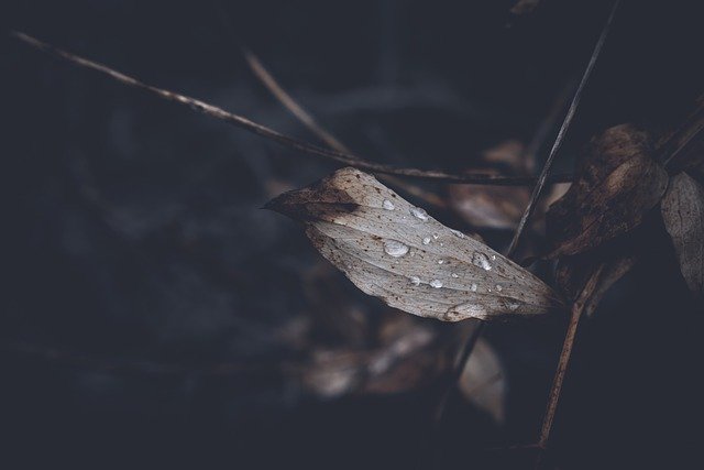 Free download dry leaf rain drops droplets gloomy free picture to be edited with GIMP free online image editor