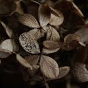 Dry leaves  screen for extension Chrome web store in OffiDocs Chromium