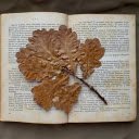 dry leaves in the book  screen for extension Chrome web store in OffiDocs Chromium