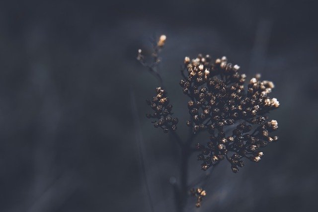 Free download dry plant dry flower gloomy somber free picture to be edited with GIMP free online image editor