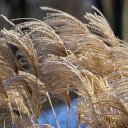 Dry reed grass  screen for extension Chrome web store in OffiDocs Chromium