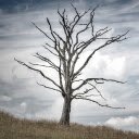 Dry tree  screen for extension Chrome web store in OffiDocs Chromium