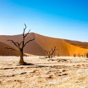 Dry tree in the desert  screen for extension Chrome web store in OffiDocs Chromium