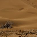 Dry tree in the desert  screen for extension Chrome web store in OffiDocs Chromium