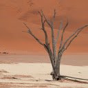 Dry trees and desert  screen for extension Chrome web store in OffiDocs Chromium