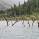 Dry trees are flooded  screen for extension Chrome web store in OffiDocs Chromium