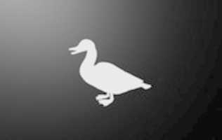 Muat turun percuma gambar atau gambar percuma Duck 1 untuk diedit dengan editor imej dalam talian GIMP