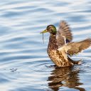 Duck and wings  screen for extension Chrome web store in OffiDocs Chromium