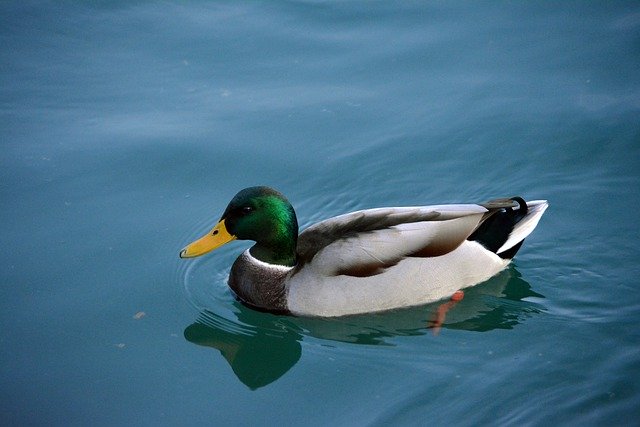 تنزيل مجاني لـ Duck Auk Swimming Blue - صورة أو رسم مجاني يمكن تعديله باستخدام محرر الصور عبر الإنترنت GIMP