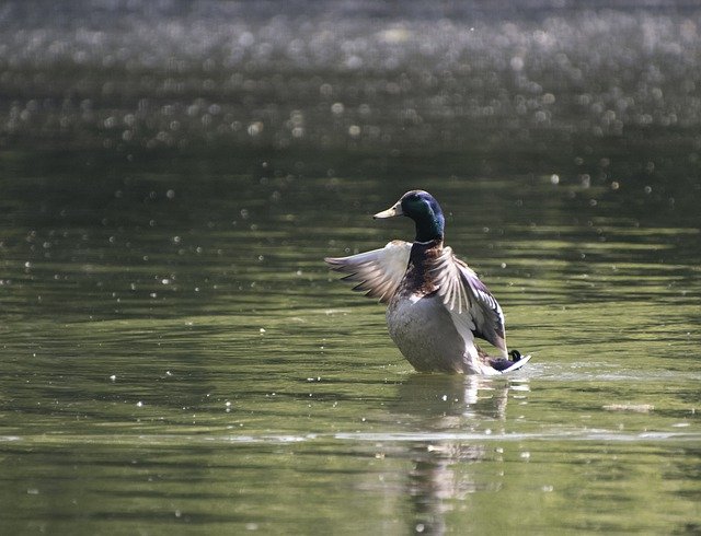 Free download duck bird mallard waterfowl free picture to be edited with GIMP free online image editor