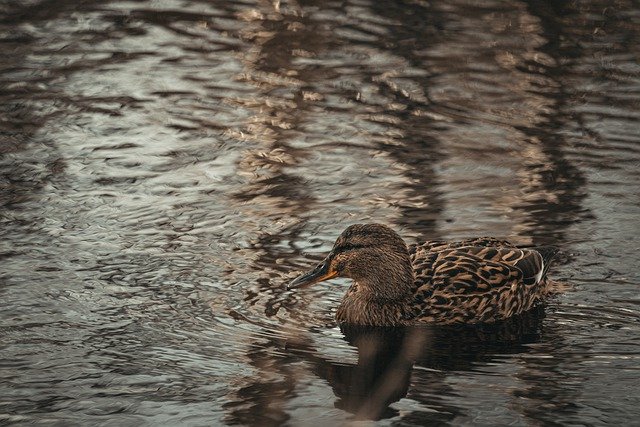 Free download duck bird waterfowl beak feathers free picture to be edited with GIMP free online image editor