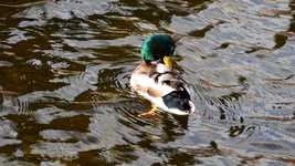 Free download Duck Drake Feather -  free video to be edited with OpenShot online video editor