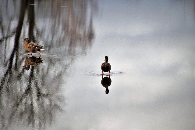 Free download duck drake frozen pond fierce free picture to be edited with GIMP free online image editor
