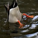 Duck hunting  screen for extension Chrome web store in OffiDocs Chromium