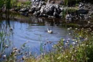 Free download Duck in pond crazy for water and refreshing and dressing up free photo or picture to be edited with GIMP online image editor