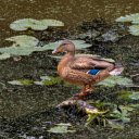 Duck in the middle of the pond  screen for extension Chrome web store in OffiDocs Chromium