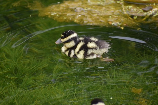 ດາວ​ໂຫຼດ​ຟຣີ duckling bird lake ສັດ plumage ຮູບ​ຟຣີ​ທີ່​ຈະ​ໄດ້​ຮັບ​ການ​ແກ້​ໄຂ​ທີ່​ມີ GIMP ບັນນາທິການ​ຮູບ​ພາບ​ອອນ​ໄລ​ນ​໌​ຟຣີ