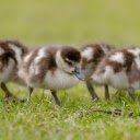 Ducklings Eating Grass  screen for extension Chrome web store in OffiDocs Chromium