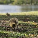Ducklings on the river  screen for extension Chrome web store in OffiDocs Chromium