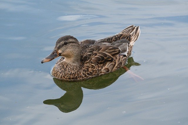 Baixe grátis a imagem gratuita da ave aquática fêmea pato-real para ser editada com o editor de imagens on-line gratuito do GIMP