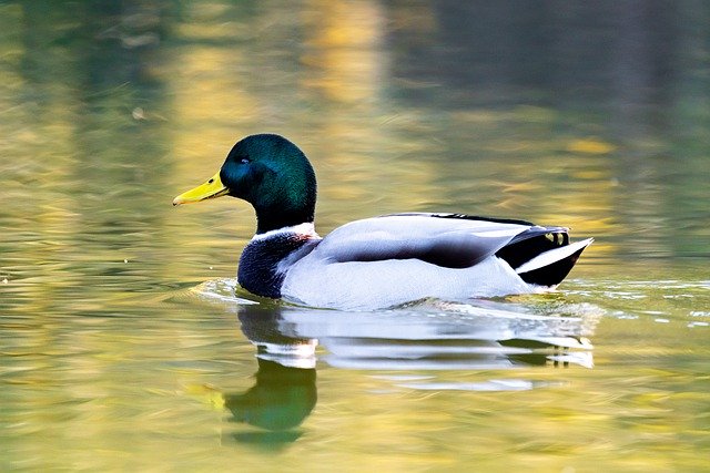 دانلود رایگان عکس اردک اردک مالارد دریاچه حیات وحش برای ویرایش با ویرایشگر تصویر آنلاین رایگان GIMP