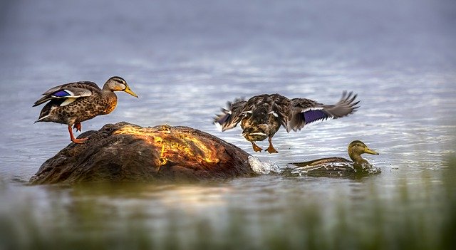 Free download duck mallard rock bird waterfowl free picture to be edited with GIMP free online image editor