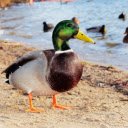 Duck on the beach  screen for extension Chrome web store in OffiDocs Chromium