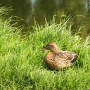 Duck on the green grass  screen for extension Chrome web store in OffiDocs Chromium
